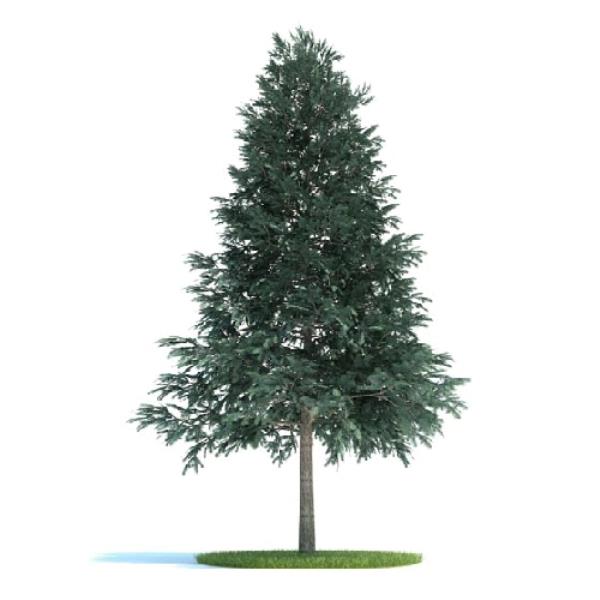 Pine Tree - دانلود مدل سه بعدی درخت کاج - آبجکت سه بعدی درخت کاج - دانلود آبجکت سه بعدی درخت کاج -دانلود مدل سه بعدی fbx - دانلود مدل سه بعدی obj -Pine Tree 3d model free download  - Pine Tree 3d Object - Pine Tree OBJ 3d models - Pine Tree FBX 3d Models